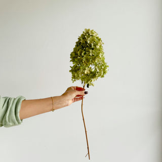 dried hydrangea