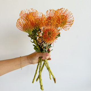 fresh flower bodega bouquet wrap subscription (week of sept 9 pincushions x 6)