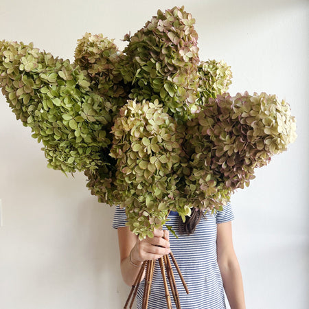 Emma's Dried Flowers Kit - Dry-drangia