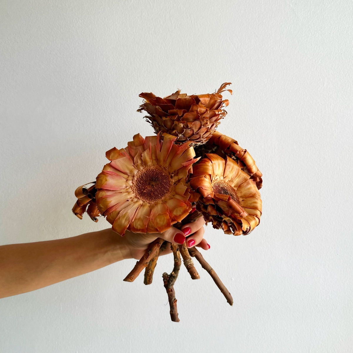 Dried Protea Magnifica Stems – houseoflilac