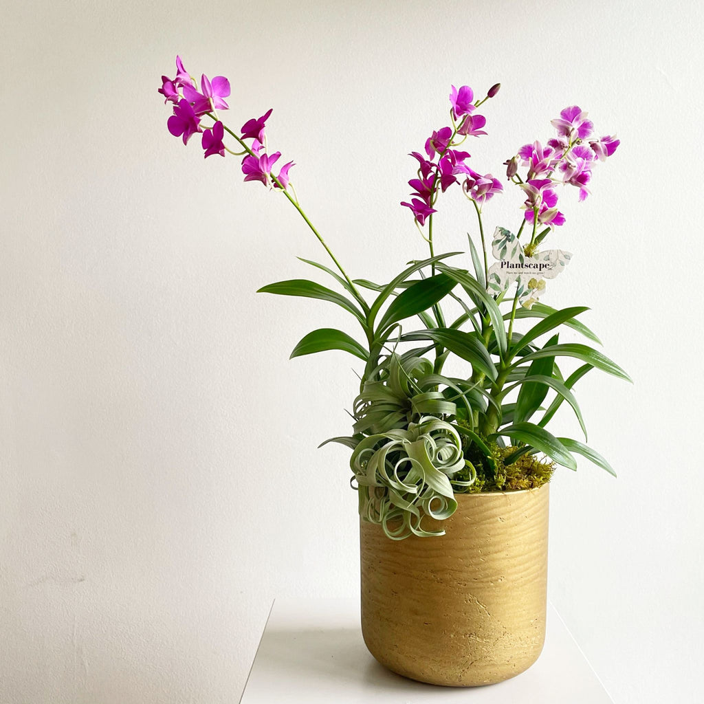 Tall Teacup Orchid Duo by The Plantscape – houseoflilac